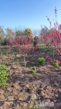 5公分红叶碧桃