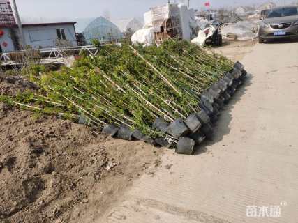 150厘米藤本月季