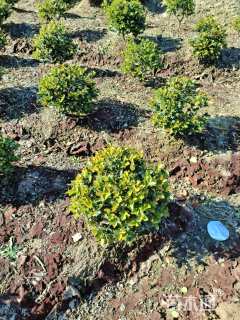 冠幅60厘米茶梅球