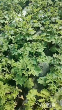 高度50厘米飞燕草