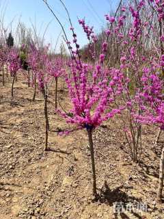 高度300厘米紫荆