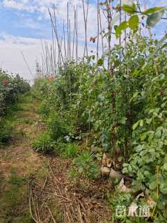 100厘米藤本月季