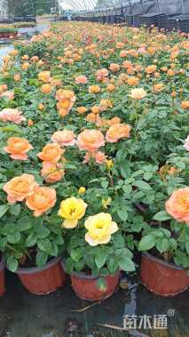 高度20厘米欧洲月季