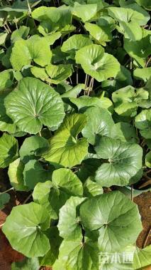 高度30厘米大吴风草