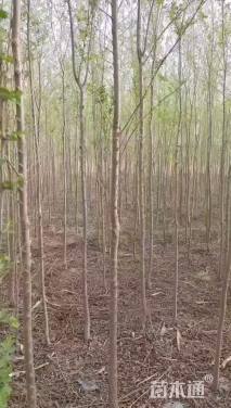 3公分榆树
