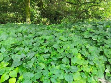 高度30厘米臭牡丹