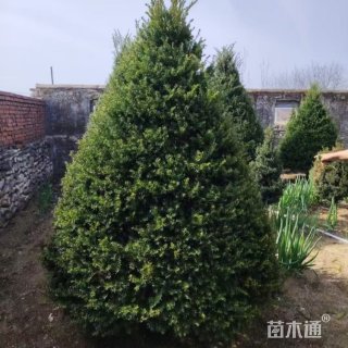 高度200厘米云杉