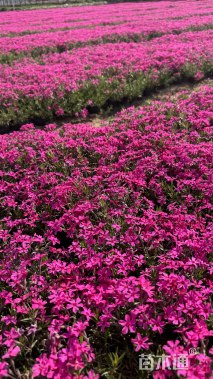 高度15厘米福禄考