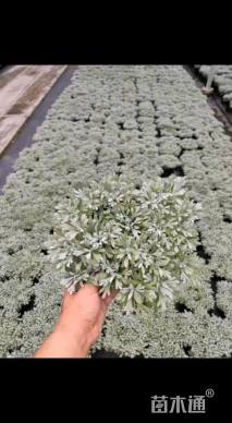 高度40厘米芙蓉菊