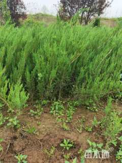 高度25厘米铺地柏