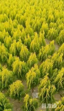 高度40厘米洒金柏