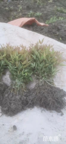 高度25厘米南天竹