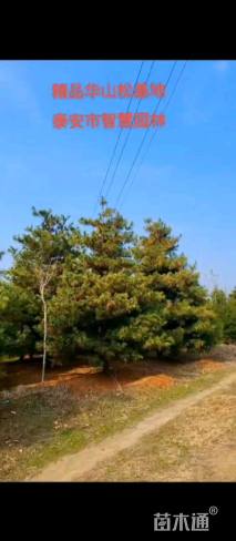 高度600厘米华山松