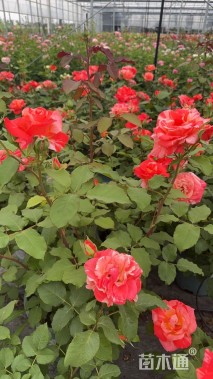 高度20厘米月季