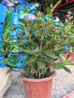 高度32厘米巴西野牡丹