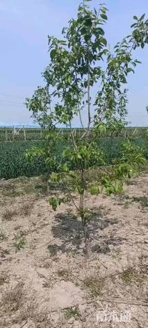 高度190厘米阳丰甜柿