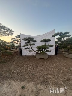 18公分造型黑松