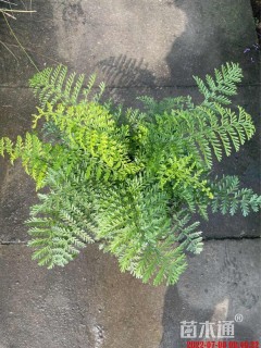 高度30厘米吉姆蕨