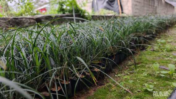 高度15厘米麦冬