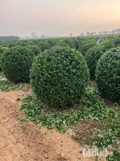 冠幅150厘米大叶黄杨球