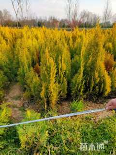 高度40厘米洒金柏