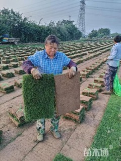草块状马尼拉草