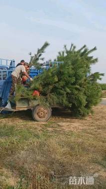 高度160厘米黑松