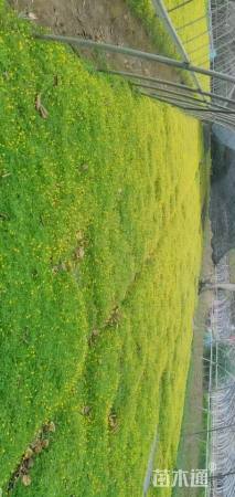 高度5厘米金莎蔓