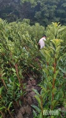 高度200厘米法国冬青