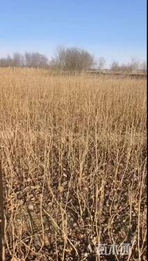 高度80厘米丁香