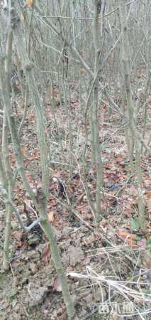 高度150厘米银杏小苗