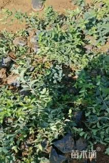 高度30厘米亮绿忍冬小苗