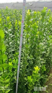 高度100厘米北海道黄杨