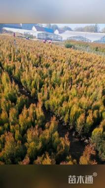 高度50厘米洒金柏