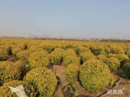 冠幅180厘米金冠女贞球