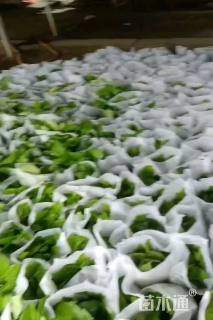 高度30厘米绣球