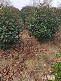 冠幅120厘米红叶石楠球