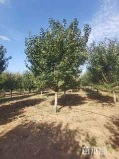 12公分日本晚樱