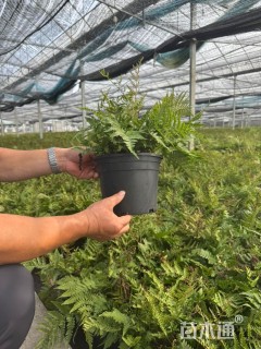 高度20厘米肾蕨