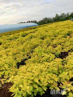 高度25厘米金山绣线菊