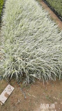 高度25厘米沿阶草