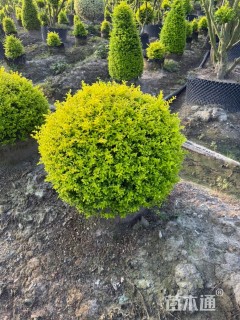 高度50厘米小丑火棘