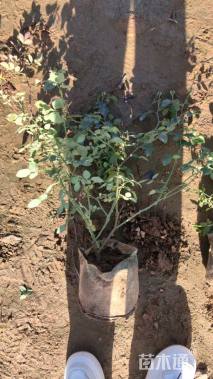 高度50厘米仙境月季