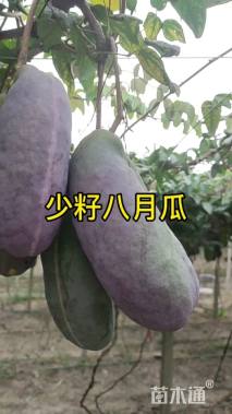 小花鹰爪枫