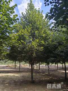 15公分欧洲小叶椴