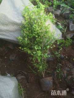 高度35厘米小叶女贞