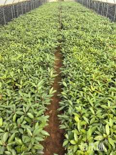 高度25厘米法国冬青