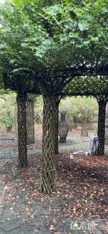 2.8公分紫薇花瓶