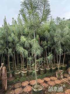高度50厘米华山松