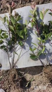 高度50厘米红叶石楠小苗